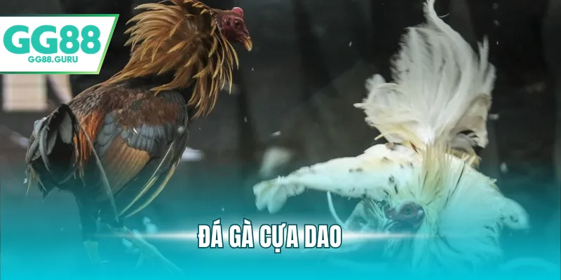 đá gà cựa dao